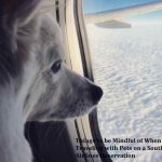 Traveling with Pets on a Southwest Airlines Reservation