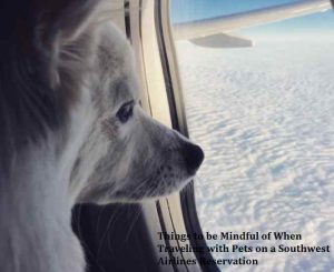 Traveling with Pets on a Southwest Airlines Reservation
